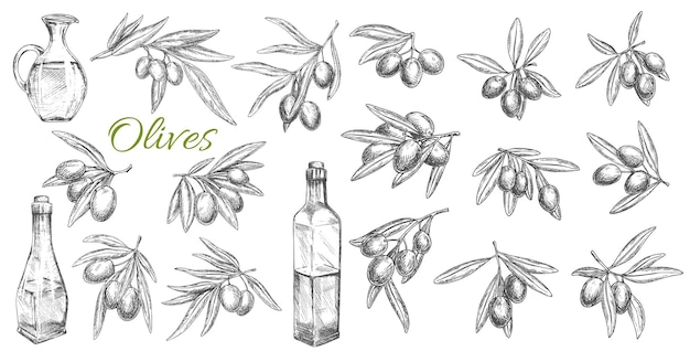 Vector aceitunas y botellas de aceite boceto vectorial aislado