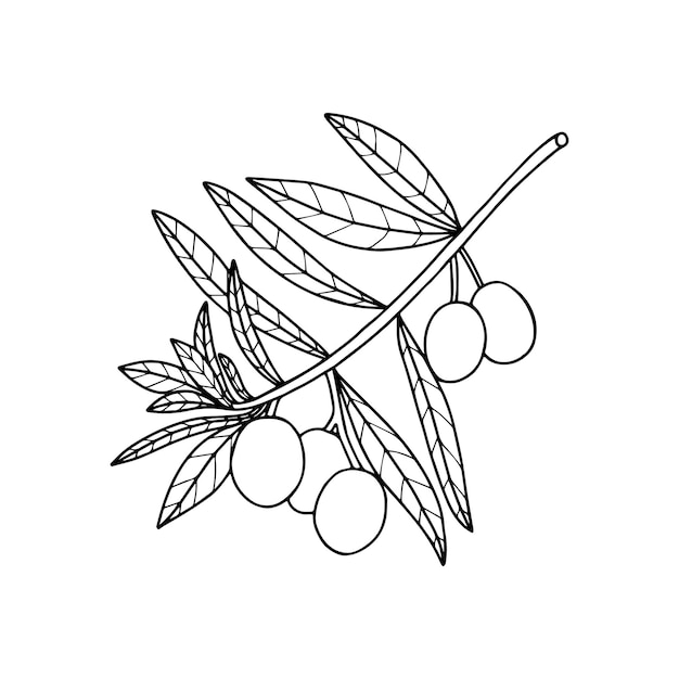 Aceitunas en estilo de dibujo artístico de una sola línea. Boceto lineal negro minimalista.