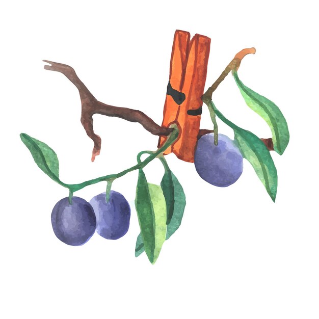 Las aceitunas maduras frescas con hojas se sostienen con una pinza de madera. aceitunas negras. ilustración acuarela