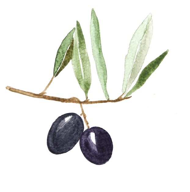 Aceitunas negras acuarelas