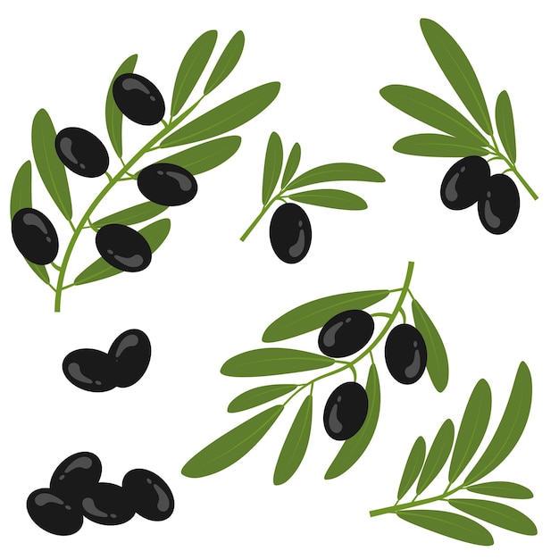 Aceitunas negras con hojas en una rama racimo de aceitunas