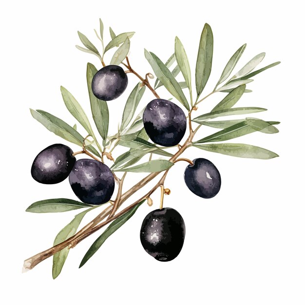 aceitunas negras con hojas vector