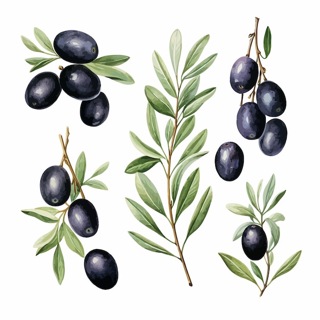 aceitunas negras con hojas vector