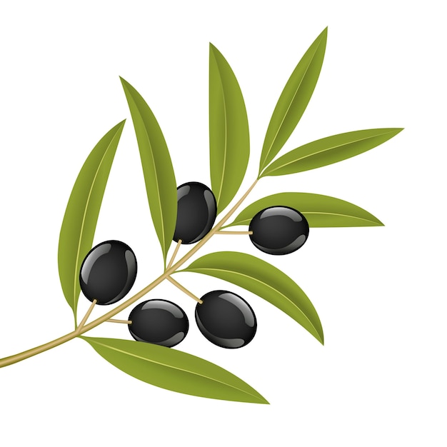 Aceitunas negras en rama, ilustración vectorial detallada