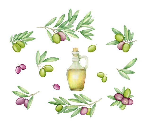 Aceitunas con ramas de olivo y frutas para el diseño de la cocina italiana o alimentos de aceite virgen extra o envases de productos cosméticos Acuarela dibujada a mano