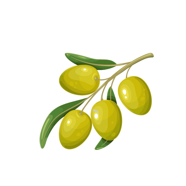 Aceitunas verdes con hojas. ilustración de vector de rama de olivo con cuatro aceitunas