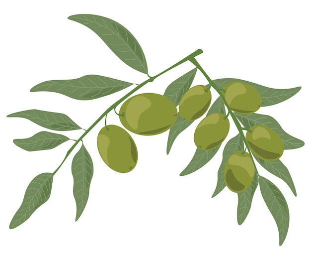 Aceitunas