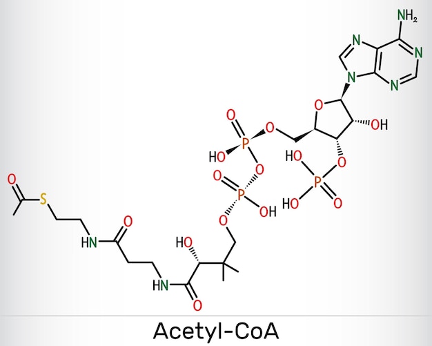 AcetilCoA coenzima acetil A molécula Fórmula estructural Vector