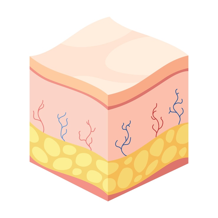 Vector ácido hialurónico isométrico cubo de vista de perfil que representa las capas de la estructura de la piel icono del tejido subcutáneo dermis y estructura anatómica de la epidermis ilustración vectorial de dibujos animados aislada en blanco