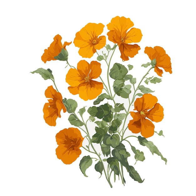 Acolor vector brillo nasturtium clipart fondo blanco editable
