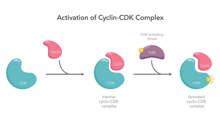 Vector activación de cyclin cdk complex ilustración vectorial científica infográfica