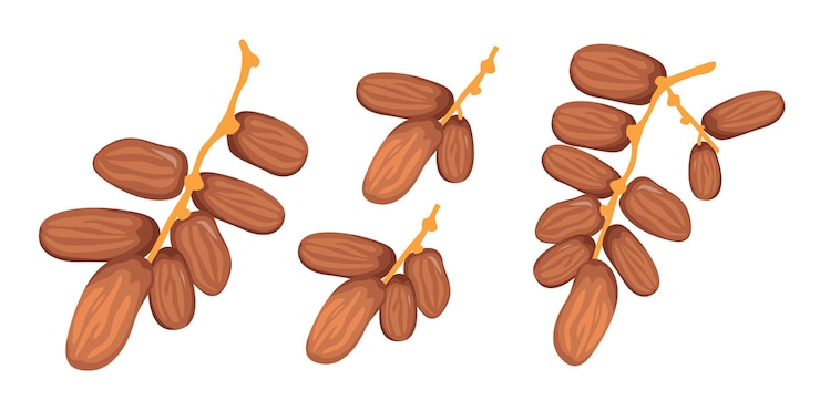 Vector activo vectorial de dátiles y frutas para el ramadán