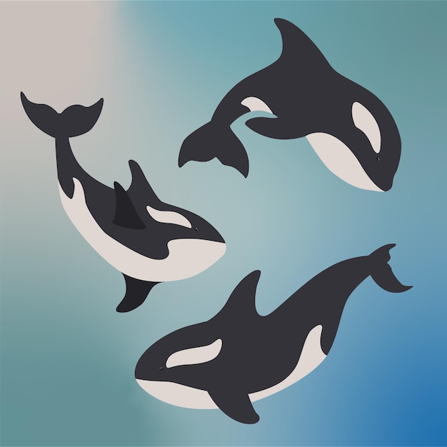 Activos vectoriales Orca