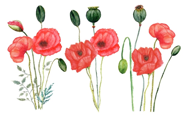 Una acuarela de amapolas rojas con hojas verdes y un fondo blanco.