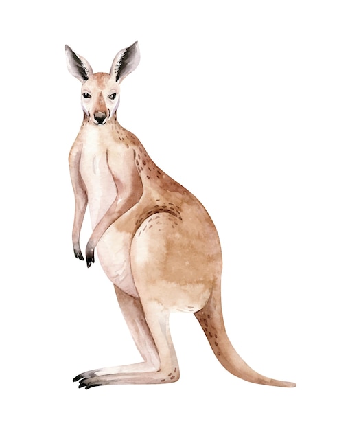 Acuarela animales australianos clipart Pintado a mano dibujado a mano canguro animal salvaje Lindo animal Niños ilustración realismo semirrealismo Tarjeta de felicitación invitación baby shower Vida salvaje animal exótico