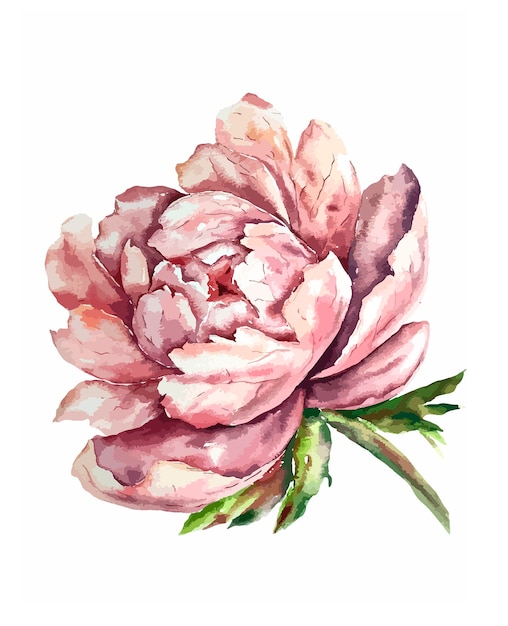 Acuarela botánica floral ilustración primavera jardín plantas flores rosa color pastel peonía