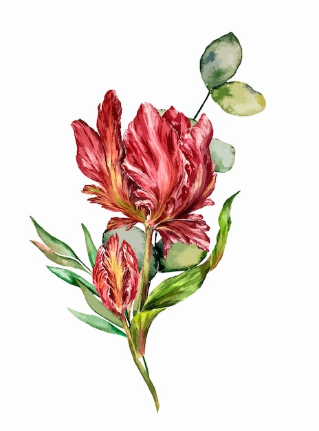 Acuarela botánica floral ilustración primavera jardín plantas flores sobre fondo blanco tulipanes rojos