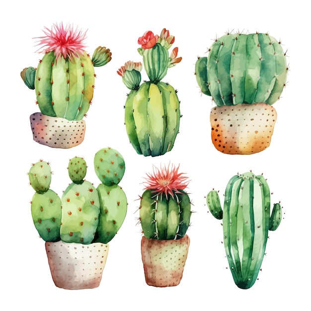 Acuarela cactus conjunto aislado ilustración