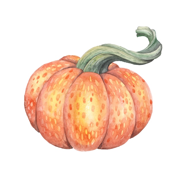 Vector acuarela de calabaza.