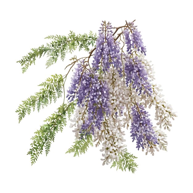 Vector acuarela china de wisteria sinensis con fondo blanco editable