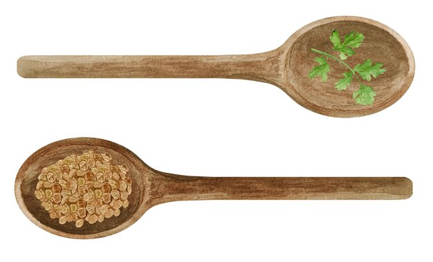 Vector acuarela cilantro fresco y seco en cucharas de madera hierbas y especias de cocina