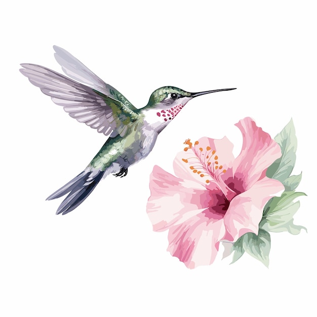 acuarela colibrí y flor