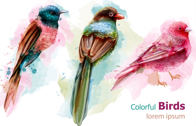 Acuarela de coloridas aves tropicales