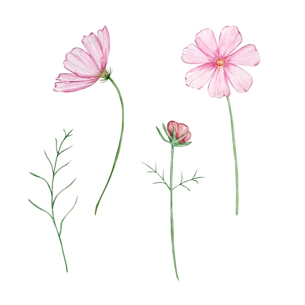 Acuarela cosmos octubre nacimiento mes flor