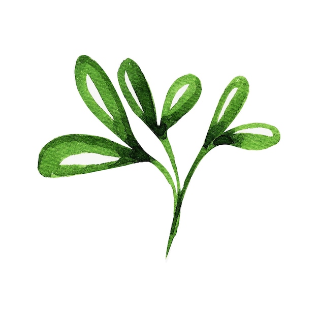 Acuarela decorativa de hojas y ramas.