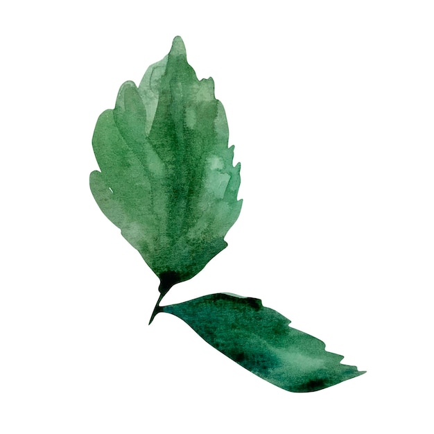 Acuarela delicadas hojas verdes botánicas.
