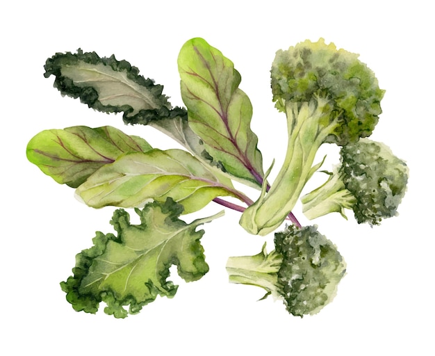 Acuarela dibujada a mano brócoli dieta vegetal y estilo de vida saludable ensalada verde cocina vegana composición de ilustración aislada en fondo blanco Diseño para cartel impresión de sitio web menú de tarjeta
