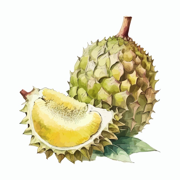 Acuarela dibujada a mano ilustración de fruta durian Ilustración dibujada a mano aislada sobre fondo blanco en estilo boho