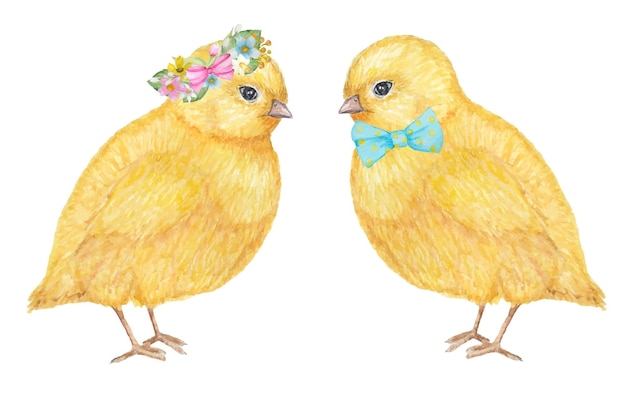Acuarela dibujada a mano pareja de pollo amarillo.