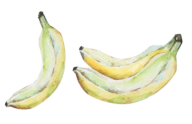 Acuarela dibujada a mano de plátano. plátano fresco. fruta tropical acuarela.
