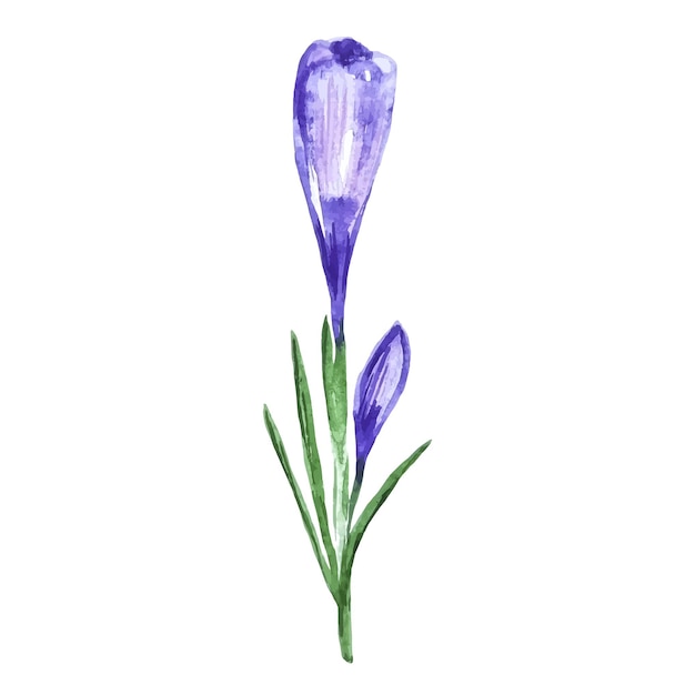 Acuarela dibujada a mano primavera flor púrpura crocus cerrado clipart