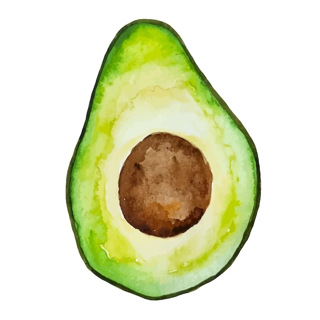 Acuarela dibujo aguacate medio clipart