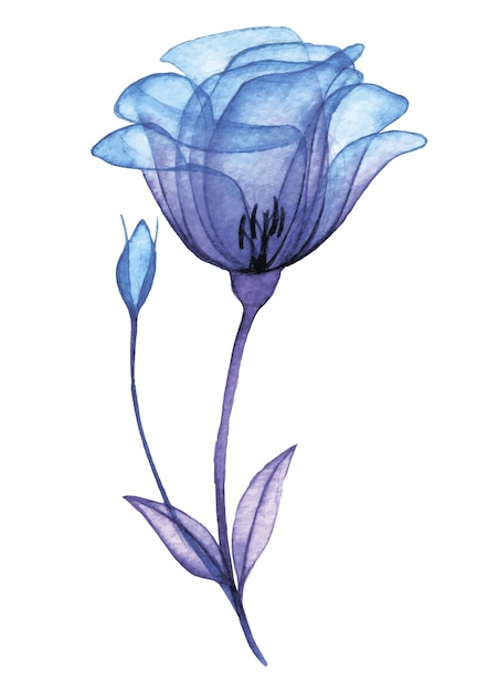acuarela dibujo transparente rosa flor flores azules y violetas radiografía