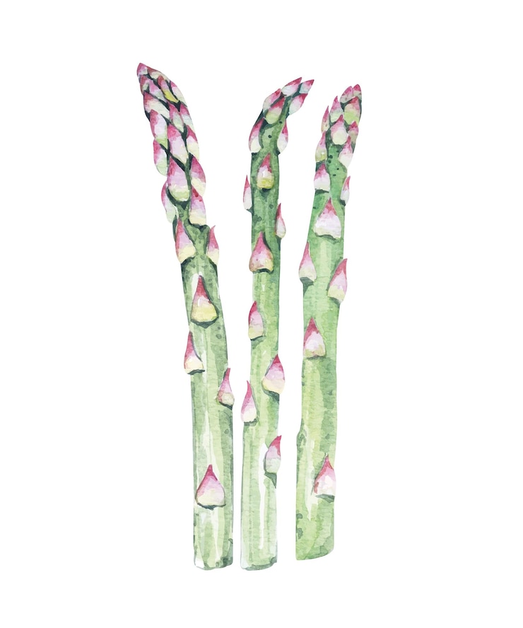 Vector acuarela de espárragos. plantas de jardín. ingrediente alimentario vegano. verduras de hoja verde para cocinar.