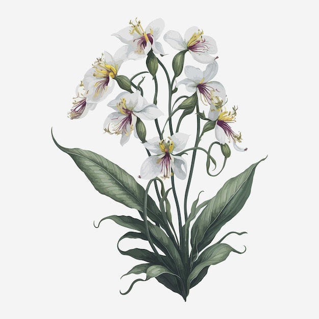 La acuarela de la flor de paphiopedilum es un vector simple