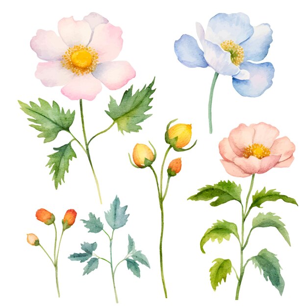 acuarela flores ilustración botánica clipart