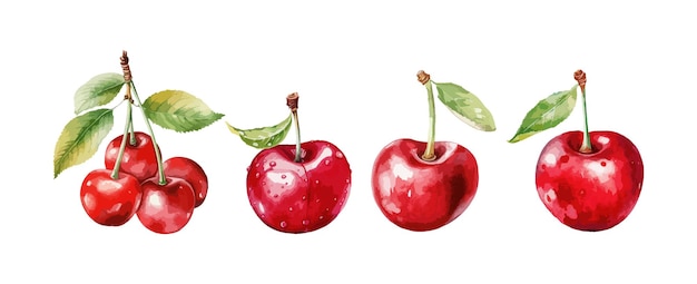 Acuarela de fruta cereza roja aislada sobre fondo blanco Ilustración vectorial