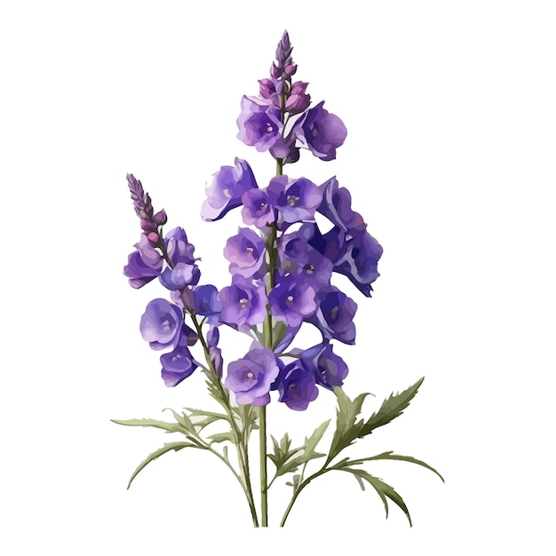 Vector acuarela guardián lavanda delphinium clipart fondo blanco editable