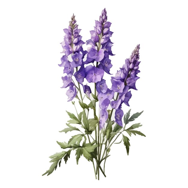 Vector acuarela guardián lavanda delphinium clipart fondo blanco editable