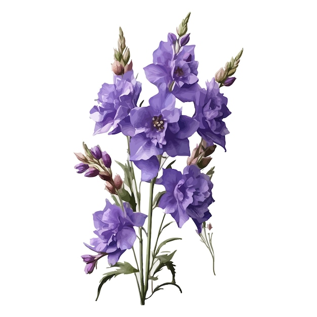 Vector acuarela guardián lavanda delphinium clipart fondo blanco editable