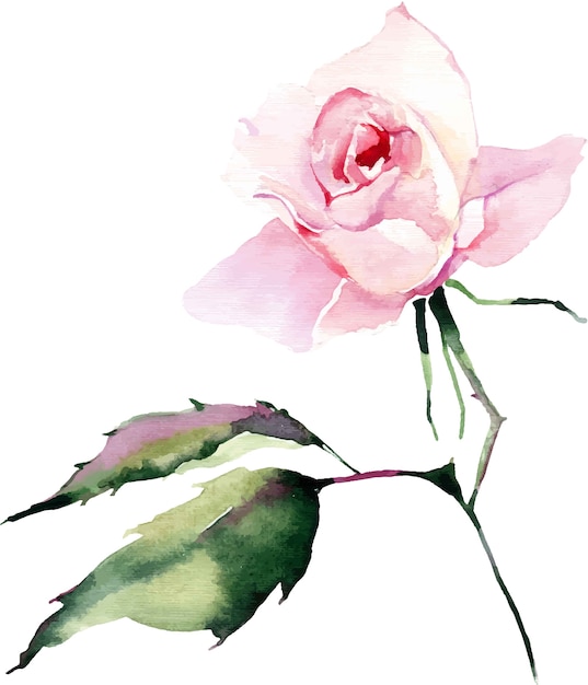 Vector acuarela hermosa brillante elegante rosa primavera rosa a base de hierbas