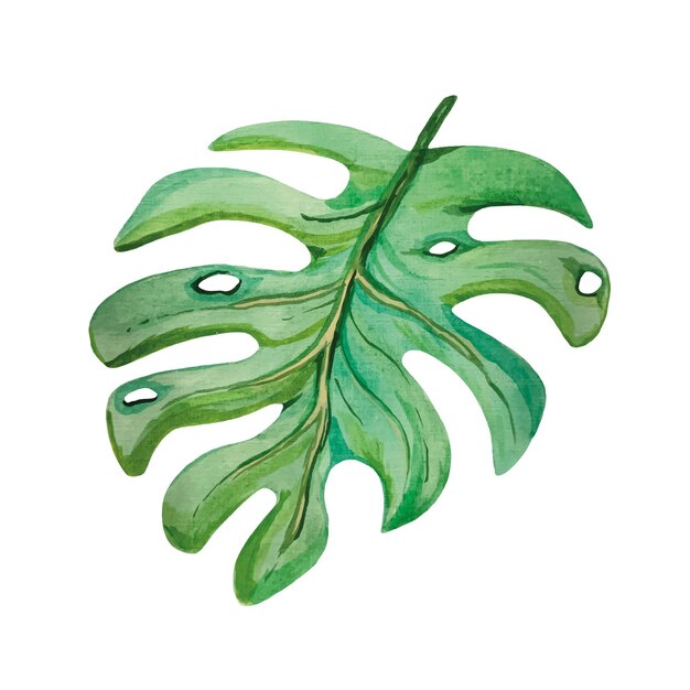 Acuarela hoja tropical Monstera Vector ilustración