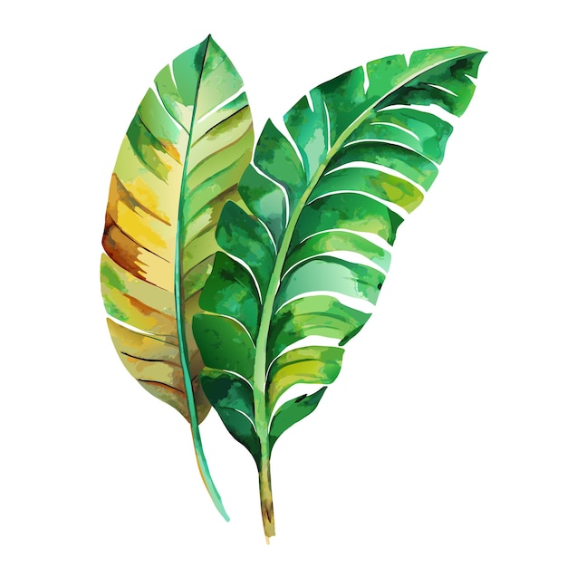 acuarela de hojas de palma de plátano verde tropical sobre fondo blanco