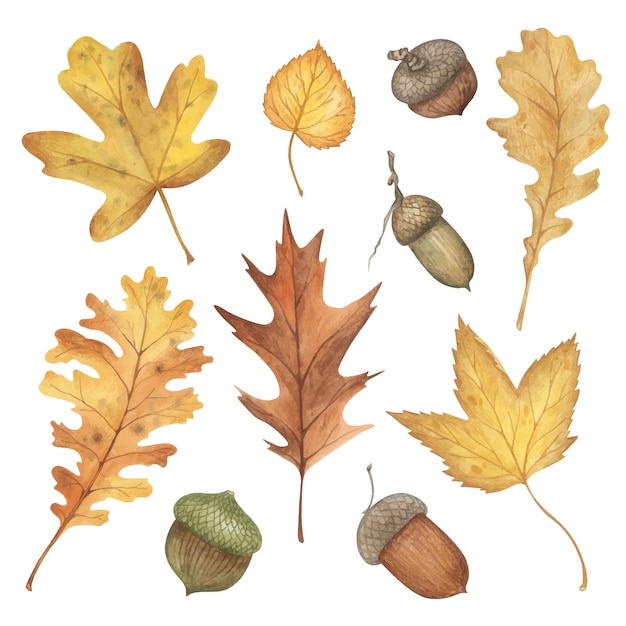 Acuarela hojas secas de otoño y bellotas Otoño herbario illustra