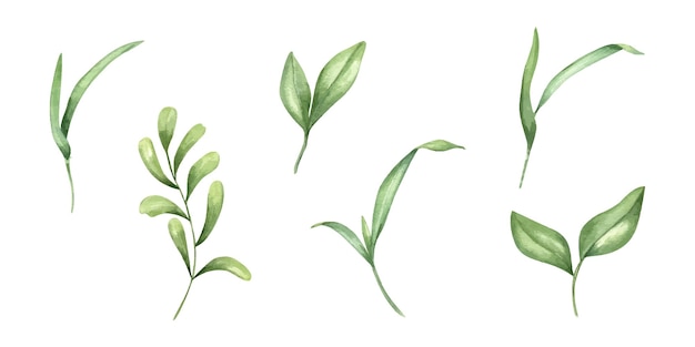 Acuarela hojas verdes de plantas de hierba ramas con hojas conjunto ilustración prólogo silvestre elemento floral pintado a mano clip art para diseño de tarjetas de felicitación decoración de libro de invitaciones