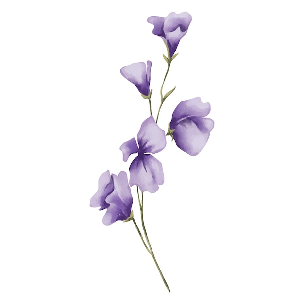 Acuarela ilustración botánica de flores silvestres de color púrpura